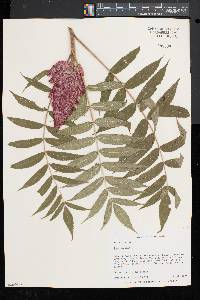 Rhus typhina image