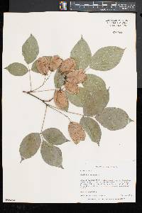 Staphylea trifolia image