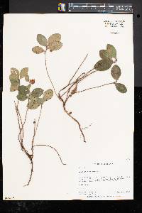 Gaultheria procumbens image