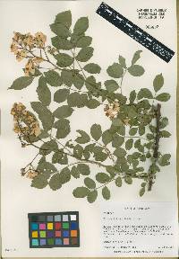 Rosa multiflora image