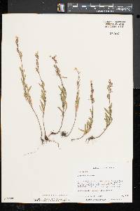 Oenothera perennis image