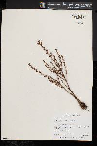 Epifagus virginiana image