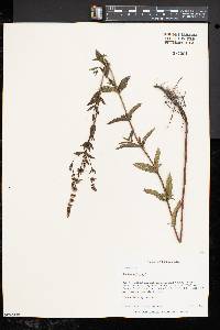 Mentha spicata image