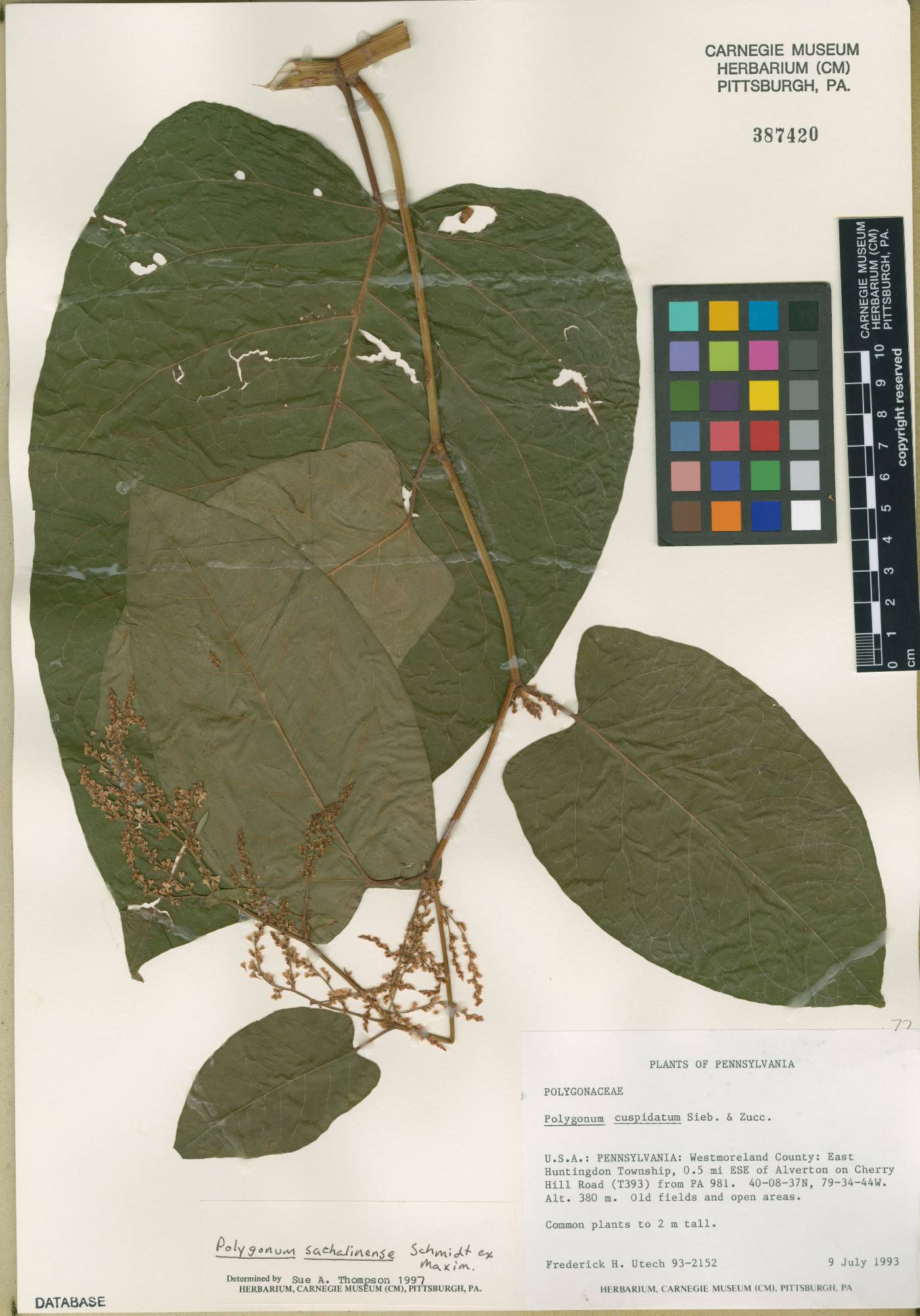 Fallopia sachalinensis image