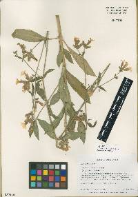 Silene latifolia image