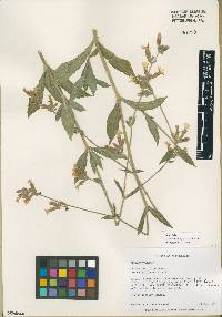 Silene latifolia image