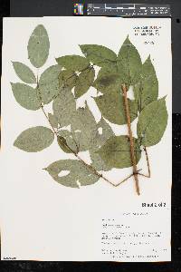 Aralia spinosa image