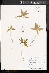 Trientalis borealis image