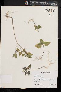 Solanum nigrum image