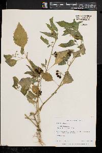 Solanum nigrum image