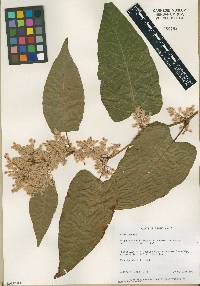 Fallopia sachalinensis image