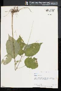 Circaea canadensis image