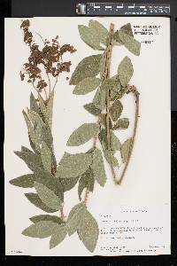 Desmodium canadense image