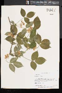 Staphylea trifolia image