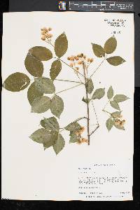 Staphylea trifolia image