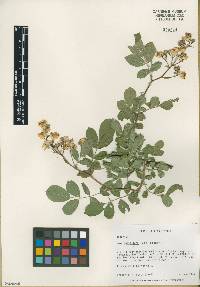 Rosa multiflora image