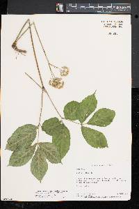 Aralia nudicaulis image