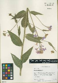 Hesperis matronalis image