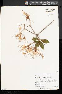 Rhododendron periclymenoides image