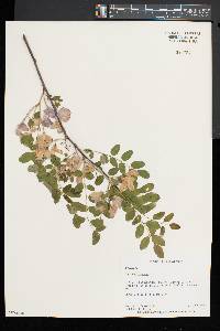 Robinia hispida image