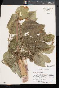 Angelica atropurpurea image