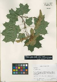 Acer platanoides image