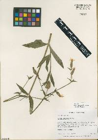 Silene latifolia image