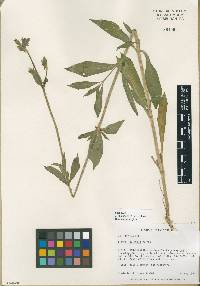 Silene latifolia image