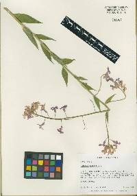 Hesperis matronalis image