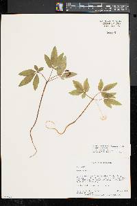 Panax trifolius image