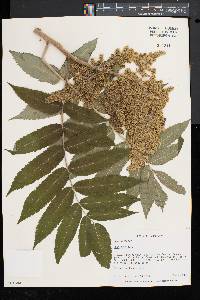 Rhus typhina image