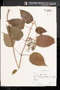 Collinsonia canadensis image