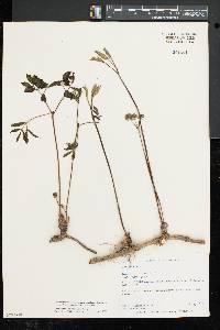 Aralia nudicaulis image