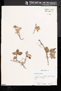 Gaultheria procumbens image