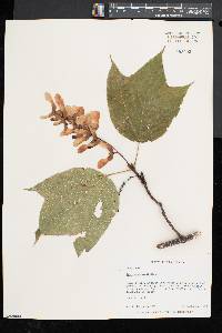 Acer pensylvanicum image