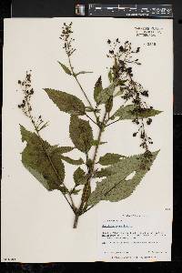 Scrophularia marilandica image