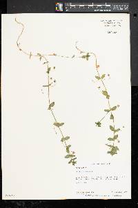 Lysimachia arvensis image