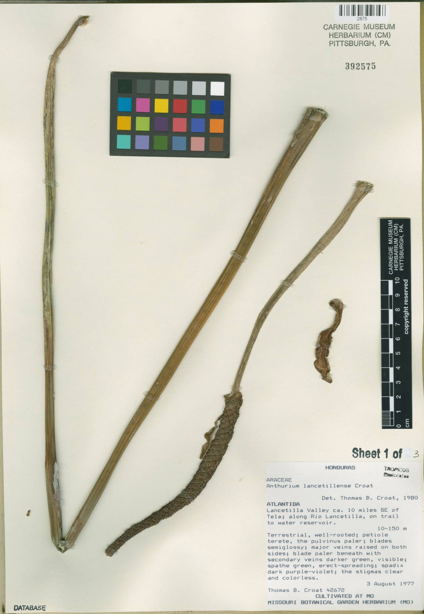 Anthurium lancetillense image