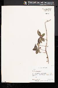 Gaultheria procumbens image