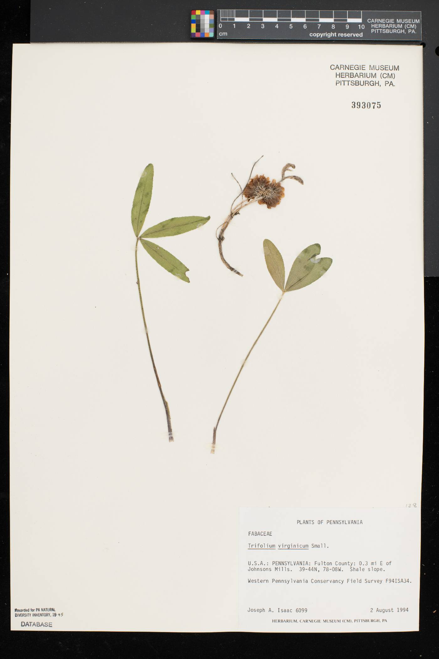 Trifolium virginicum image