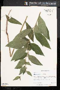 Lithospermum latifolium image