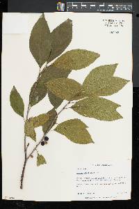 Rhamnus alnifolia image