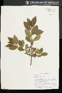 Rhamnus alnifolia image