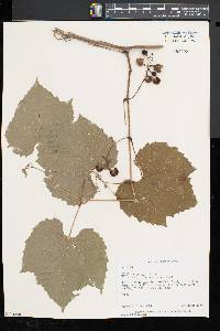 Vitis riparia image