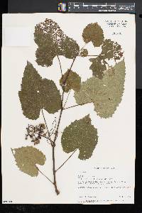 Vitis vulpina image