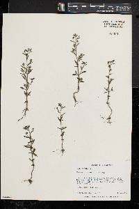 Chaenorhinum minus image