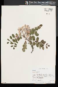 Robinia hispida image