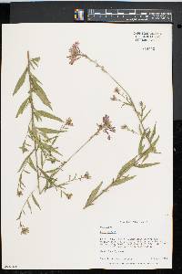 Oenothera gaura image