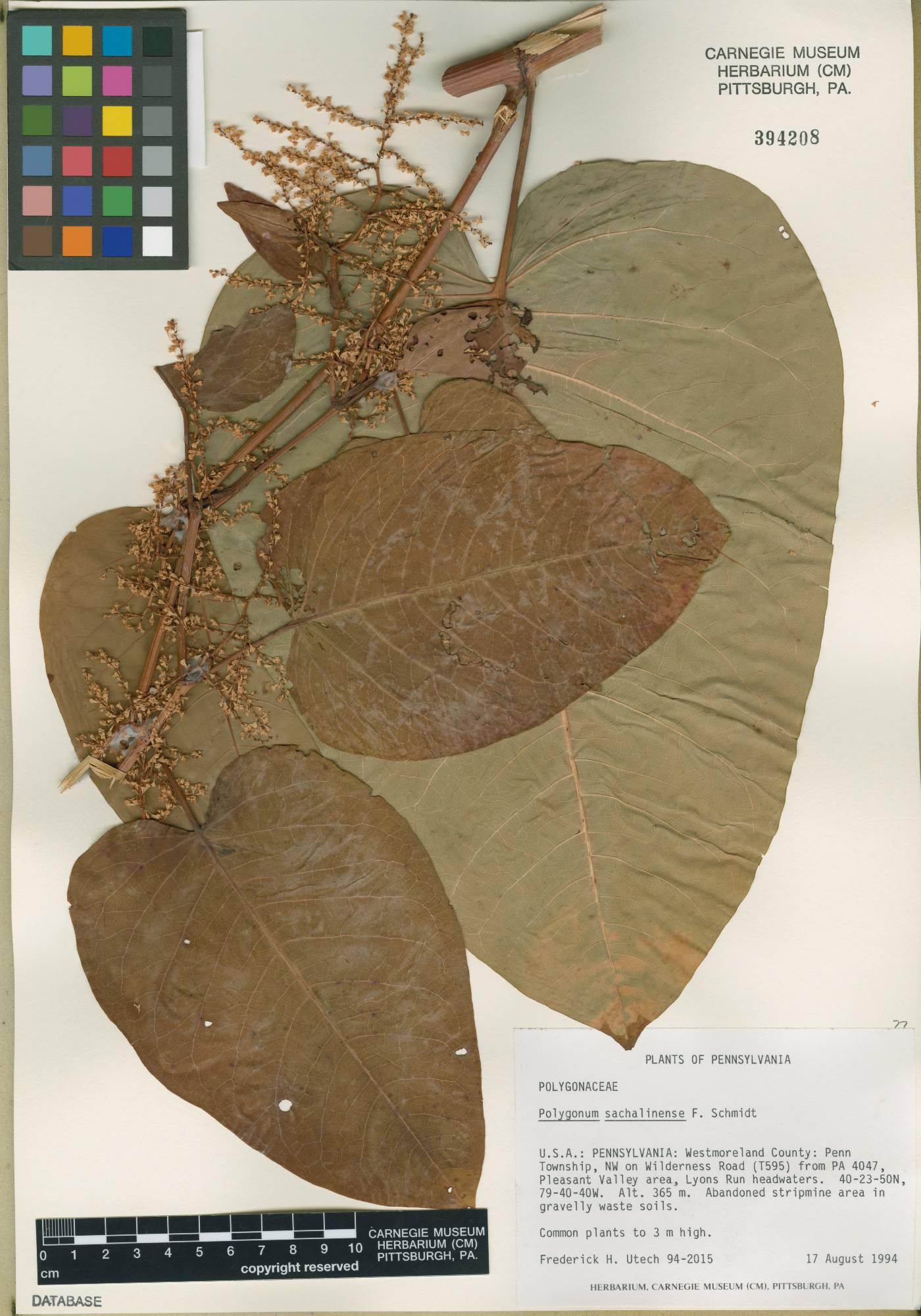 Fallopia sachalinensis image