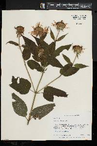 Monarda clinopodia image